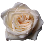White Shimmer Roses d'Equateur Ethiflora